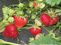 Produktfoto zu Erdbeeren 500g Schale