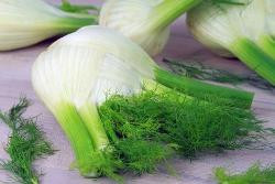 Produktfoto zu Fenchel