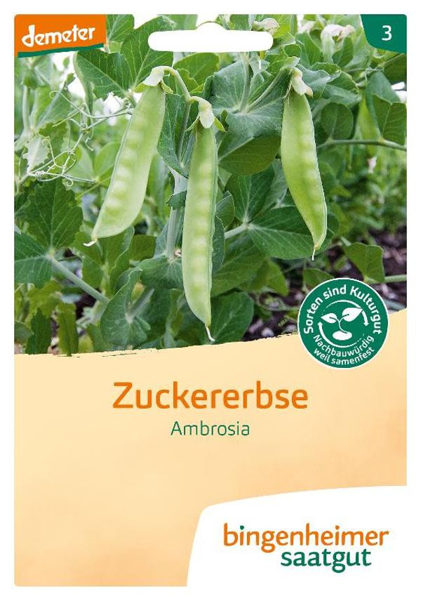 Produktfoto zu Saatggut Zuckererbse Ambrosia