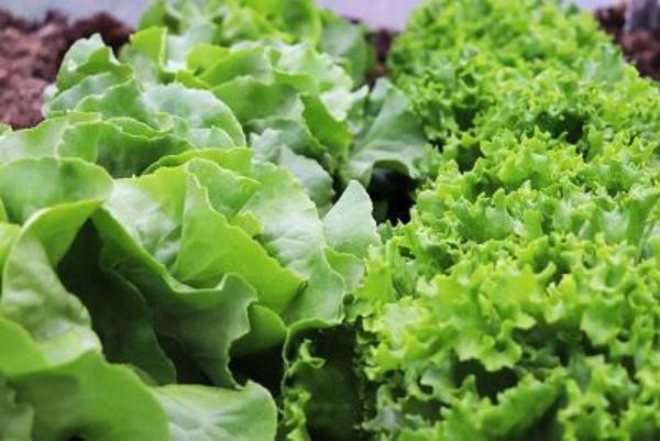 Produktfoto zu Salat, wechselnde Sorten