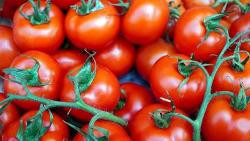 Produktfoto zu Tomaten zum Einfrieren oder für Suppen, Sauce o.Ä. 1kg