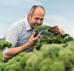 Produktfoto zu Grünkohl fix und fertig gekocht und tiefgefroren ca. 700 g