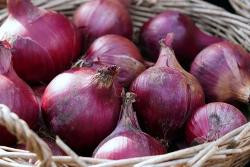 Produktfoto zu Zwiebeln rot