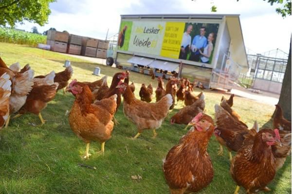 Produktfoto zu TK Weidesuppenhuhn